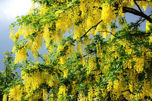 424080 (a): :3500x2325